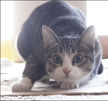 Beispiel für ein gif Bild: Animation